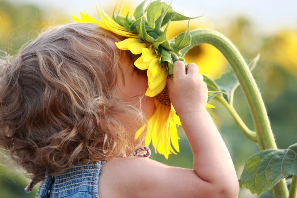 Kleines Kind hält Gesicht in eine Sonnenblume