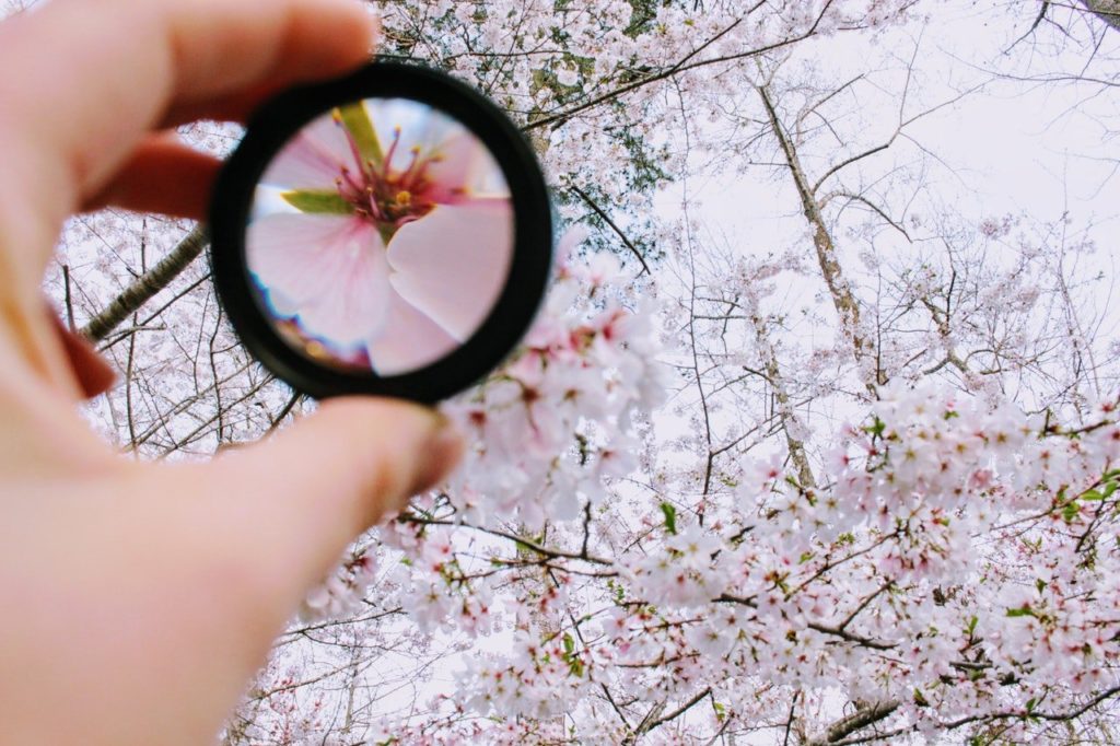 Vergrößerungsglas fokussiert auf eine Kirschblüte