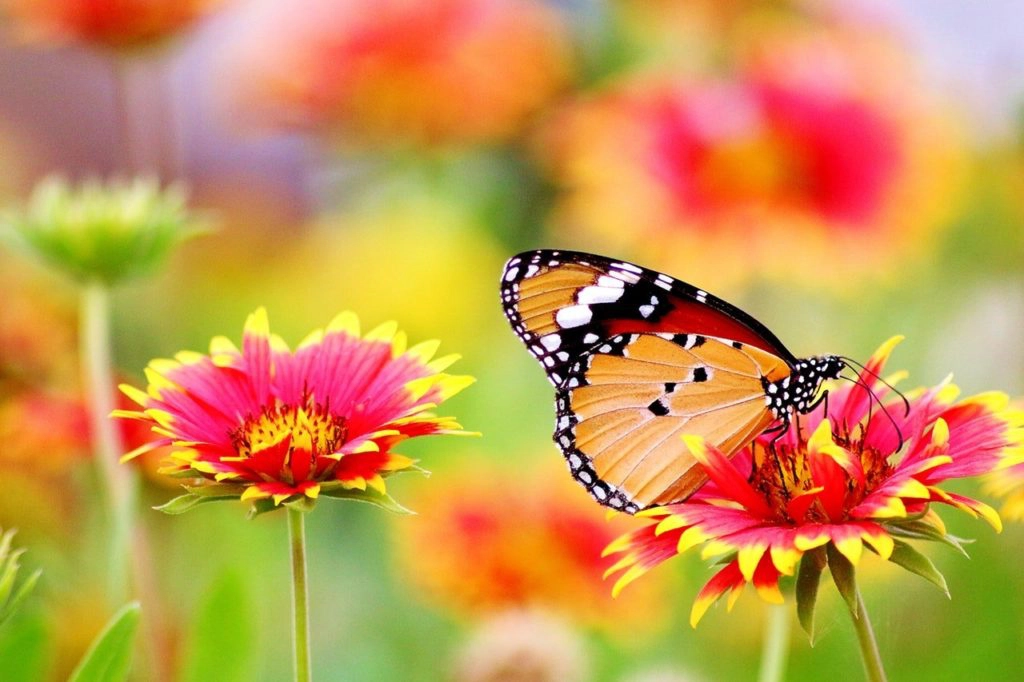 schöner Schmetterling auf einer Blume 